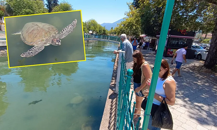Fethiye Körfezi'ne bağlanan kanaldaki 'Caretta Carettalar' ilgi odağı oldu