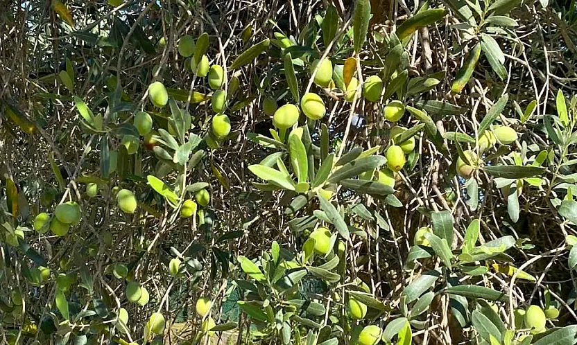Fethiye'nin bereket ağacı: Zeytin