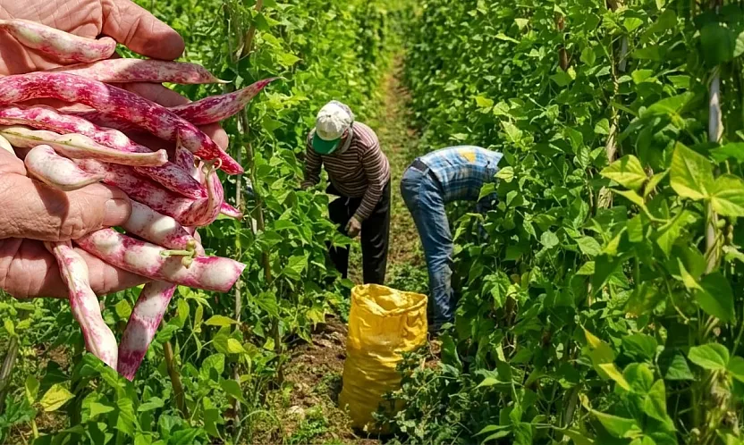 Fethiye'nin meşhur 'İnlice Barbunyasında' hasat mesaisi başladı