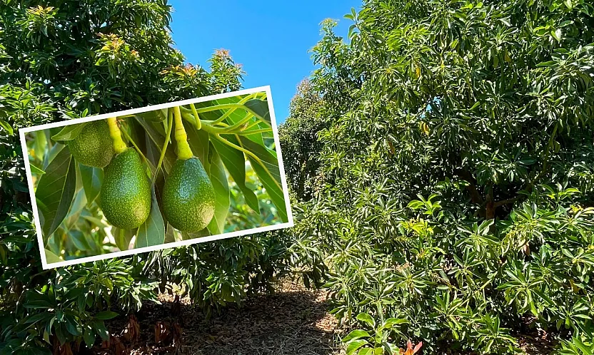 Fethiye'nin yeni tarım yıldızı: Avokado üreticisine dört mevsim umut oluyor