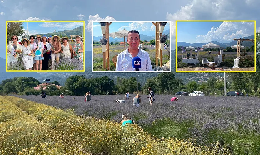 Fethiye Yeşilüzümlü'de 5. Lavanta Kesimi başladı