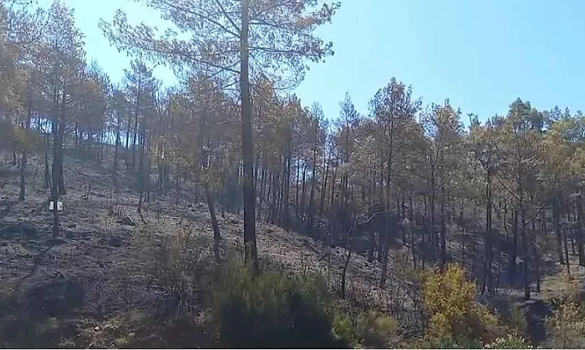 Fethiye Yeşilüzümlü'de çıkan orman yangını kontrol altına alındı