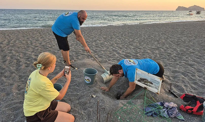 İtalya'da kurtarılan caretta caretta, Muğla sahilinde yumurtladı