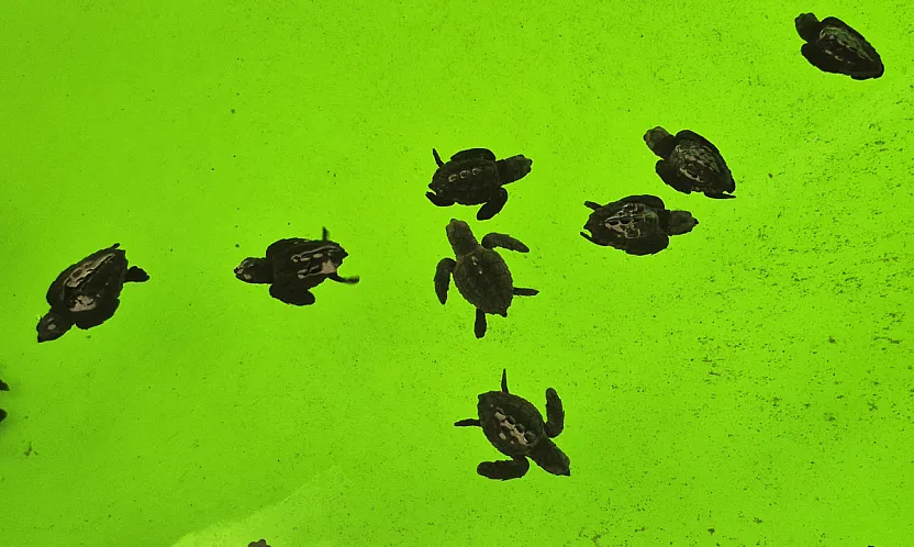 İztuzu Kumsalı'nda caretta carettaların yuvalama dönemi tamamlandı