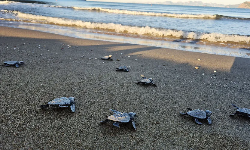 İztuzu'nda yaklaşık 30 bin caretta caretta yavrusu denize ulaştı