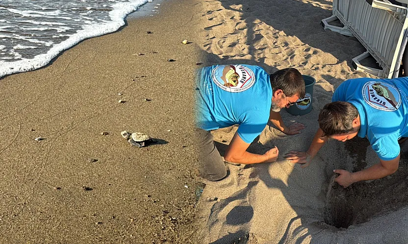 Kumsalda başlayan umut yolculuğu denizde tamamlandı: '62 caretta caretta yavrusu mavi sulara ulaştı'