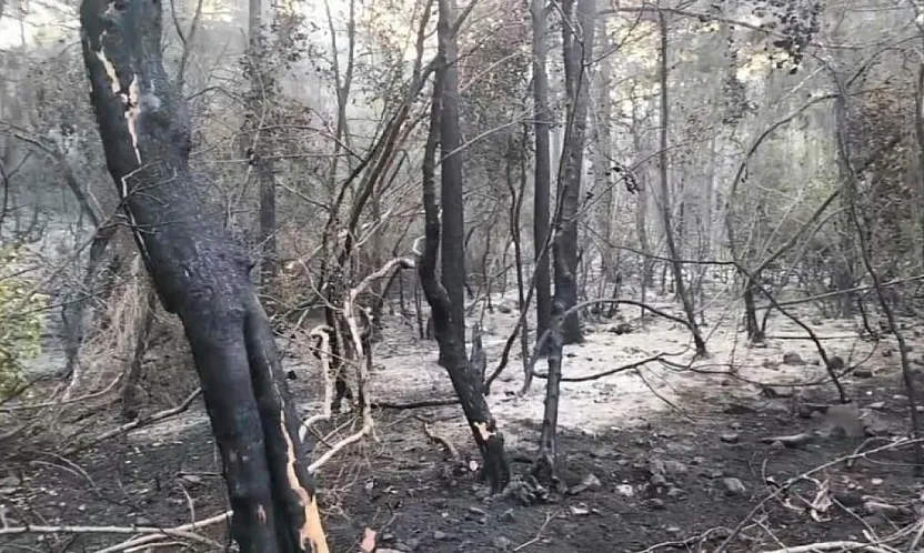 Marmaris'teki yangının enerjisi düşürüldü, ekiplerin mücadelesi sürüyor