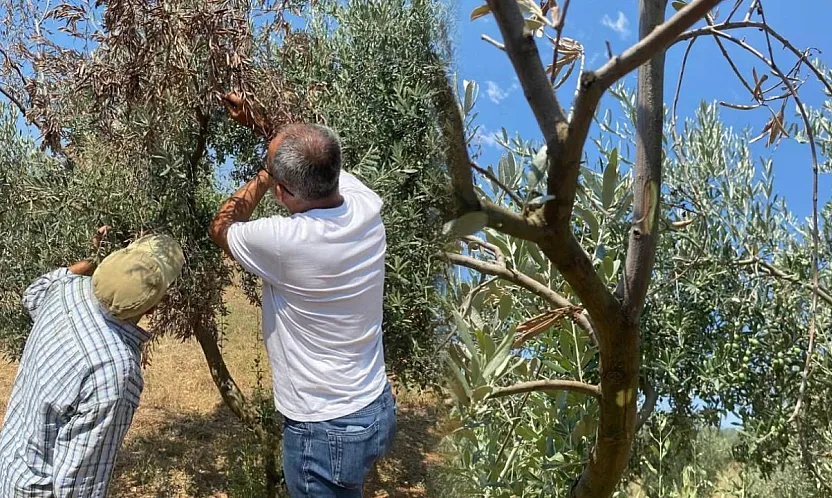 Menteşe'de zeytin ağaçlarında Verticillium solgunluğu kontrolleri yapıldı