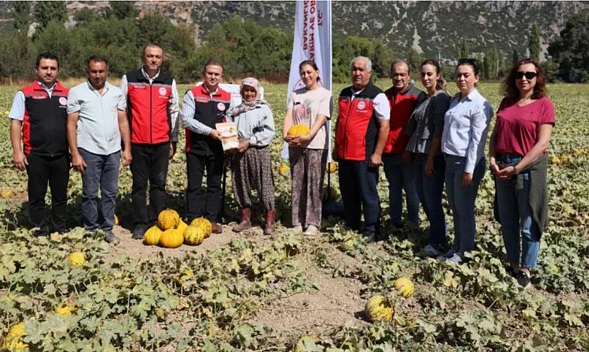 Menteşe Karabağlar yaylasında asırlık lezzetin hasat zamanı