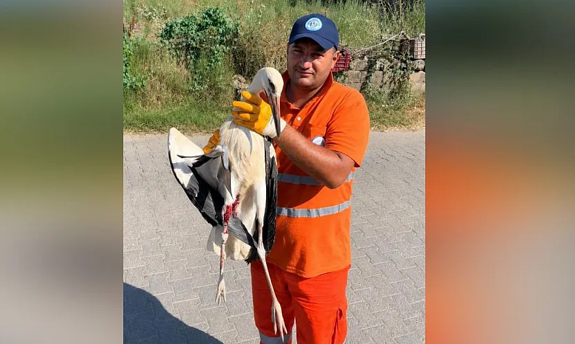 Milas Belediyesi Personeli Yaralı Leyleği Kurtardı