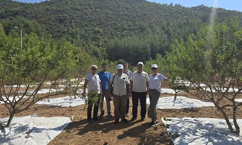 Muğla'da 11 Yıllık Emeğin Karşılığı: Sakız Bahçelerinde İlk Hasat