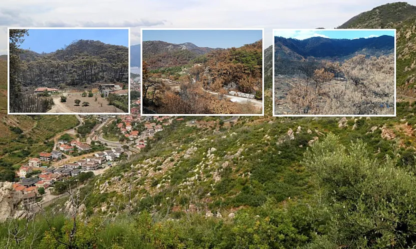 Muğla'da 2021 Yangınlarında Zarar Gören Ormanlar Yeniden Yeşerdi