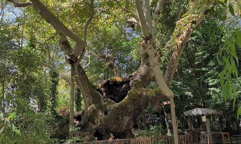Muğla'da 854 Yıllık Anıt Çınar Tarihe Tanıklık Ediyor