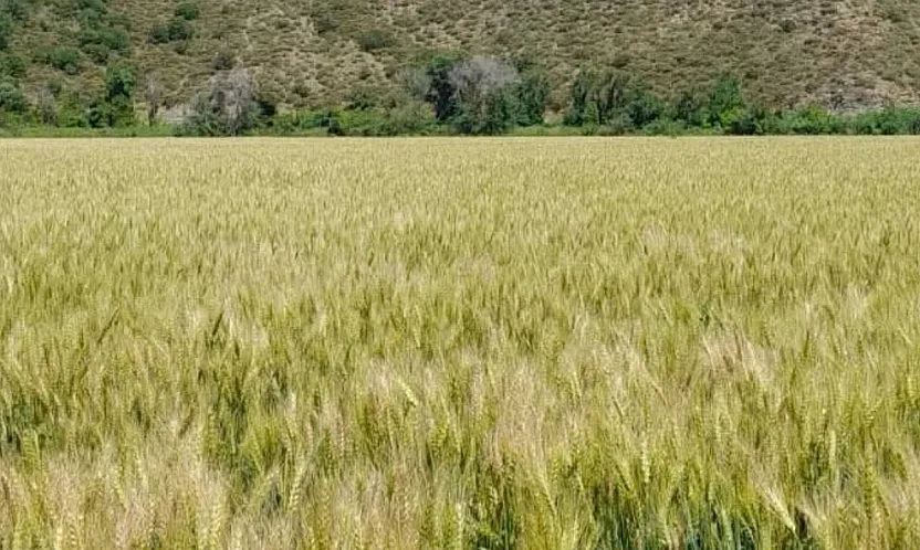 Muğla'da 9 bin 950 dekarda sertifikalı buğday tohumu üretildi