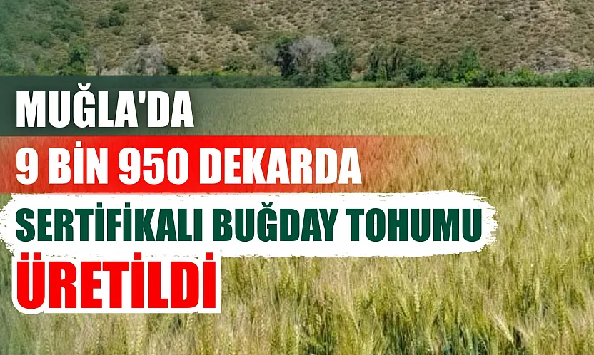 Muğla'da 9 bin 950 dekarda sertifikalı buğday tohumu üretildi
