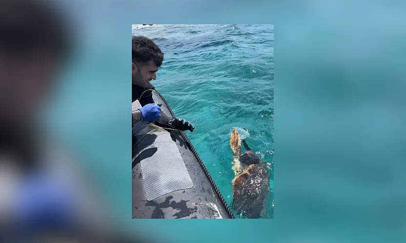 Muğla'da ağa takılan deniz kaplumbağasını dernek görevlileri kurtardı