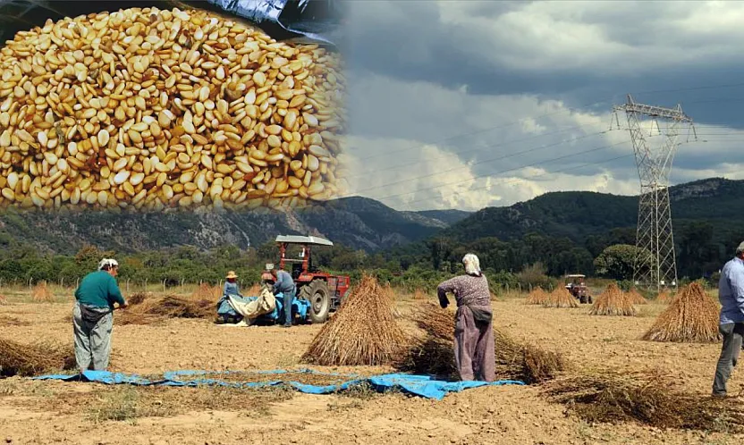 Muğla'da Altın Sarı Susam Hasadı Başladı: En Büyük Talep Japonya'dan