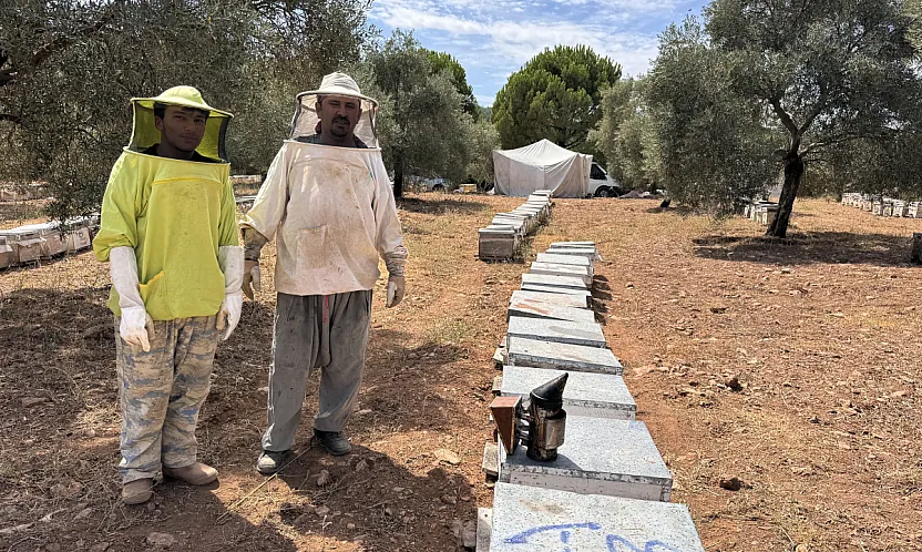 Muğla'da arıcılar çam balı rekoltesinden memnun