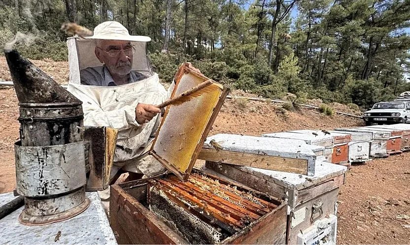 Muğla'da arıcılar çam balı rekoltesinden memnun