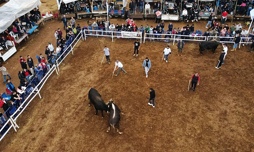 Muğla'da boğa güreşleri festivali yapıldı