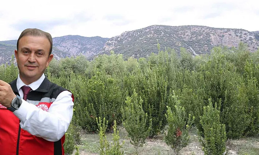 Muğla'da defne üretimiyle atıl araziler ekonomiye kazandırılıyor