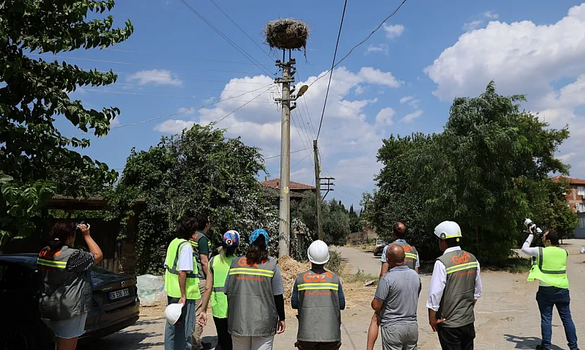 Muğla'da göçmen kuşlar için elektrik hatlarındaki riskler azaltılacak