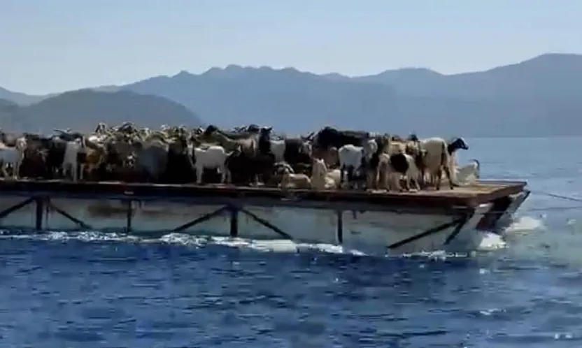 Muğla'da Keçilerin Mavi Yolculuğu: Asırlık Yörük Geleneği Yaşatılıyor