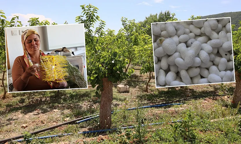 Muğla'da kozalar ekonomik gelire dönüşüyor
