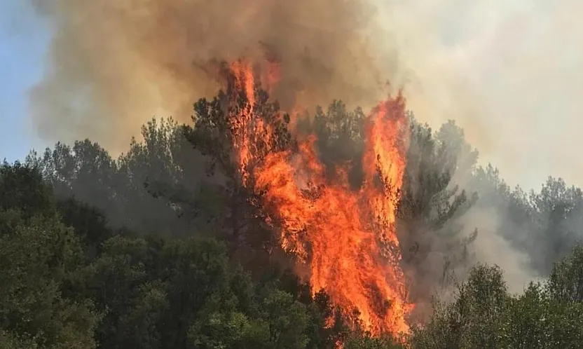 Muğla'da orman yangını