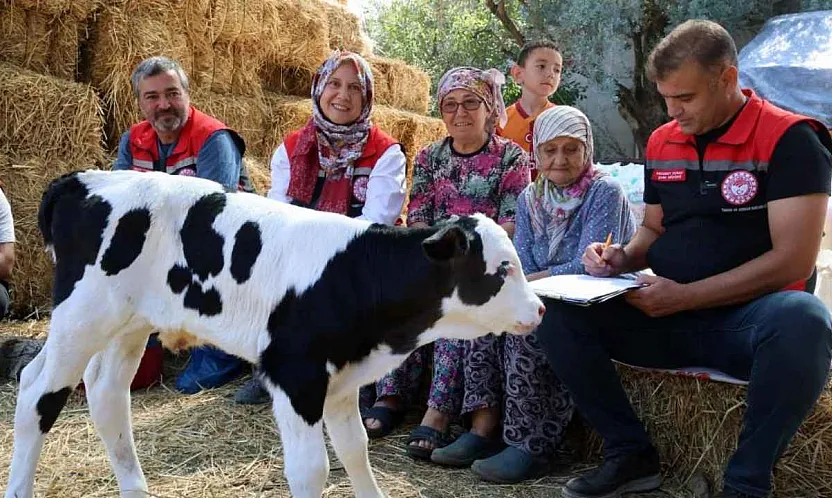Muğla'da yeni doğan buzağı seferberliği