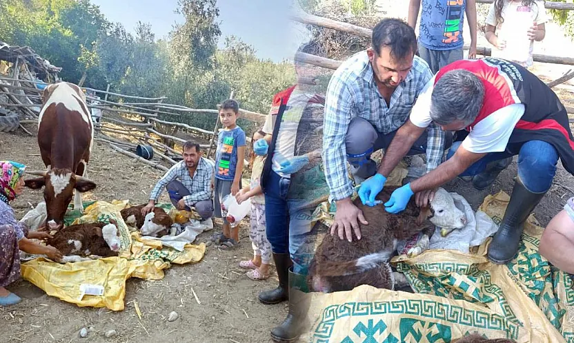 Muğla'da yeni doğan buzağılar için seferberlik