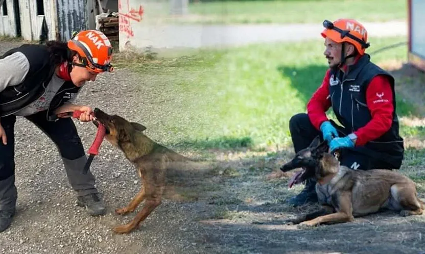 Muğla'nın arama kurtarma köpekleri Tayga ve Foxy görev yeterlilik sınavını geçti