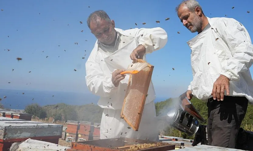 Muğla ve Ege Ormanlarında Çam Balı Sağımı Heyecanı