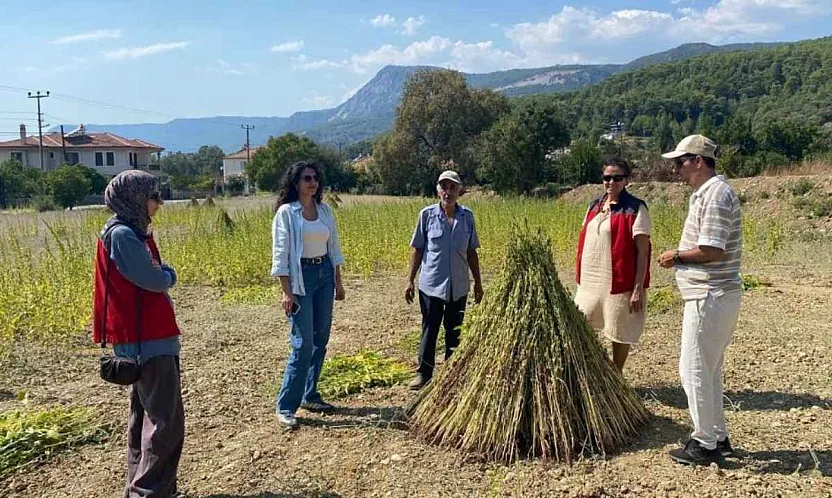 Organik susam üretiminde Muğla'da saha denetimi başladı