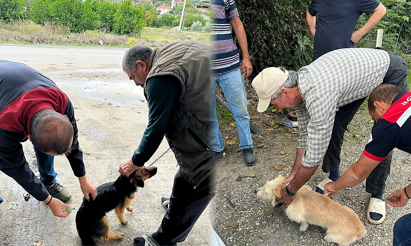Ortaca'da kedi ve köpeklere kuduz aşısı