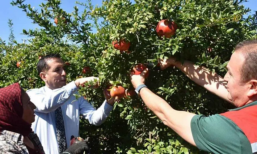 Ortaca'da Nar hasadı
