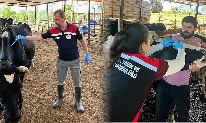 Ortaca'da Şap ve Brucella aşılama çalışması devam ediyor