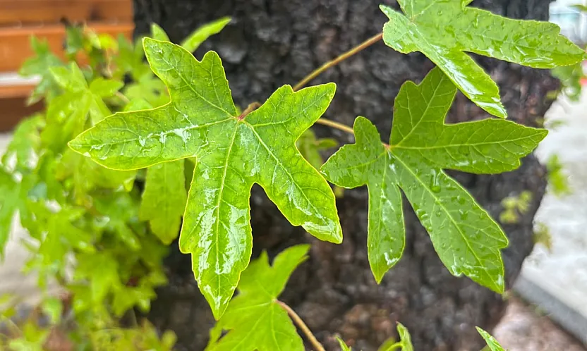 Sağanaklarla birlikte gözler Muğla'nın doğal mirası sığla ağacında