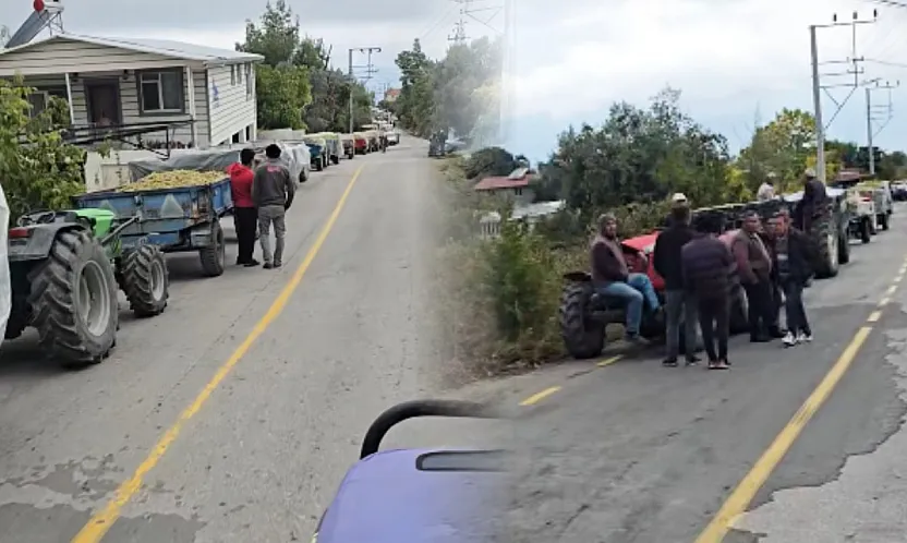 Seydikemer Arsa'da üzüm üreticisi çaresiz