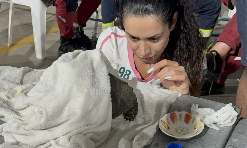 Seydikemer'de alevlerin arasından kurtarılan kaplumbağa için zamanla yarışıldı