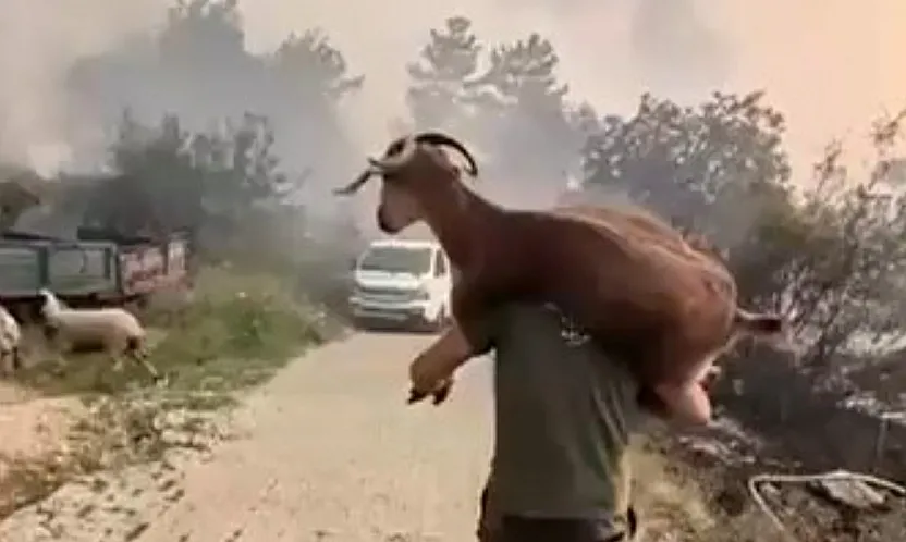 Seydikemer'de yangından kurtardığı keçiyi sırtında taşıdı