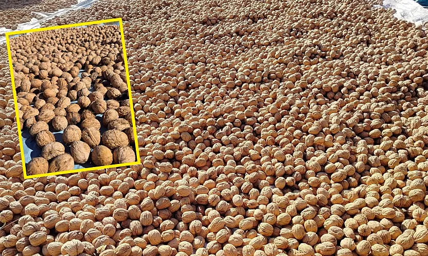 Seydikemer'in yaylalarında ceviz hasadı: Doğanın bereketi, üreticinin emeğiyle buluşuyor