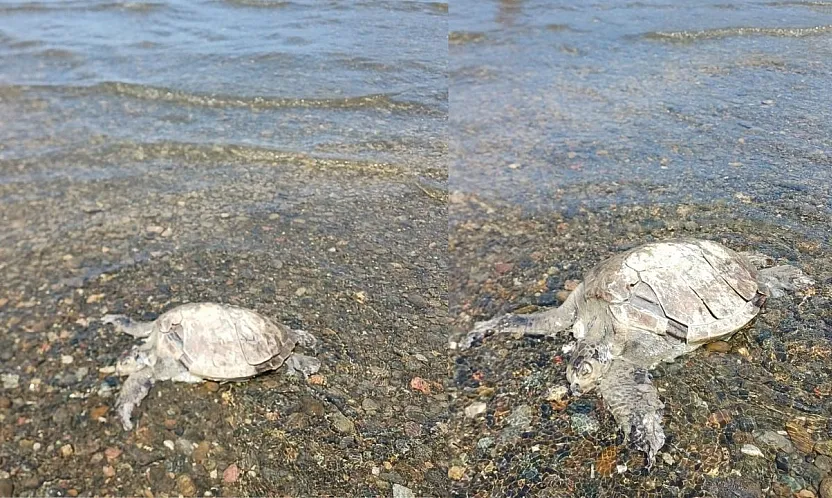 Ula'da sahilde Caretta Caretta bulundu