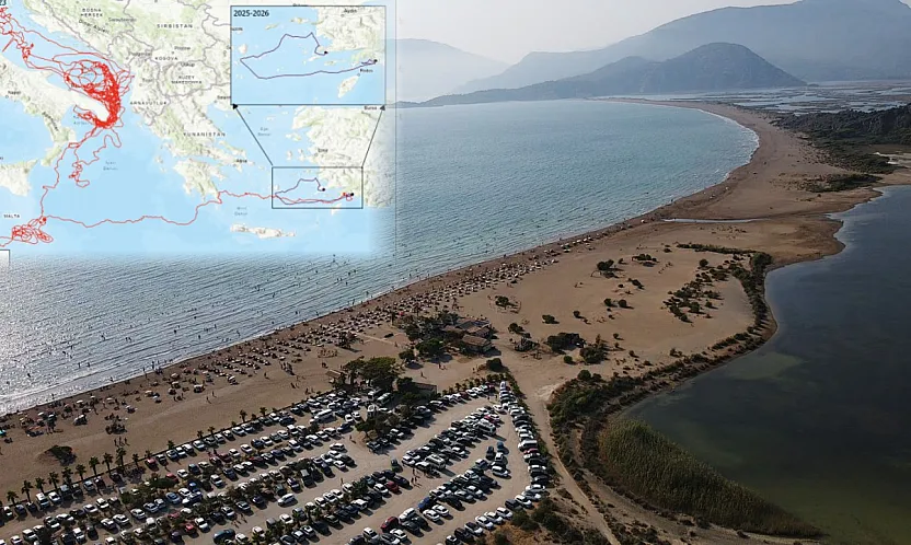 Uydu cihazıyla izlenen caretta caretta 'Tuba' Bodrum açıklarında yaşamını sürdürüyor