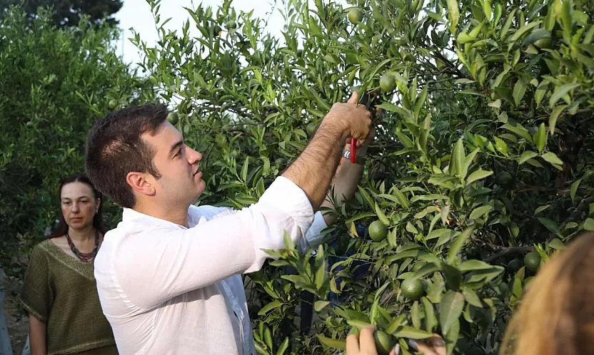 Yeşil Bodrum Mandalini hasadı devam ediyor